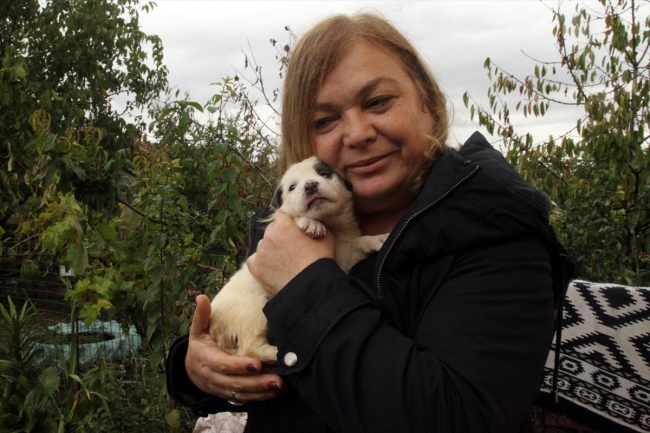 Kırklareli'de ölen "Garip"in 9 yavrusuna bir hayvansever sahip çıktı